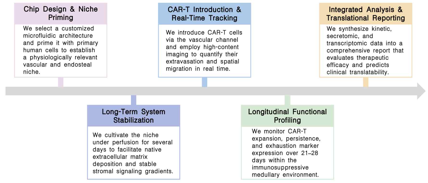 Workflow of preclinical trial-on-chip long-term culture model optimization service for CAR-T at Creative Biolabs. (Creative Biolabs Original)