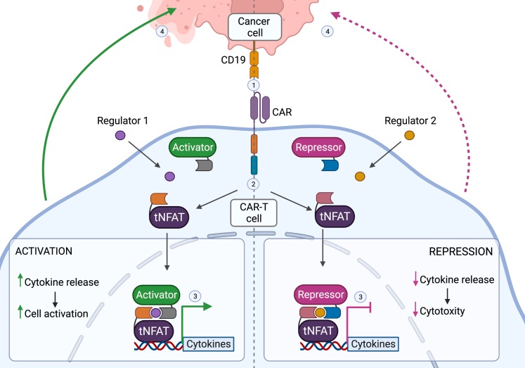 Fig.1 Precision modulation of CAR-T cell efficacy. (OA Literature)