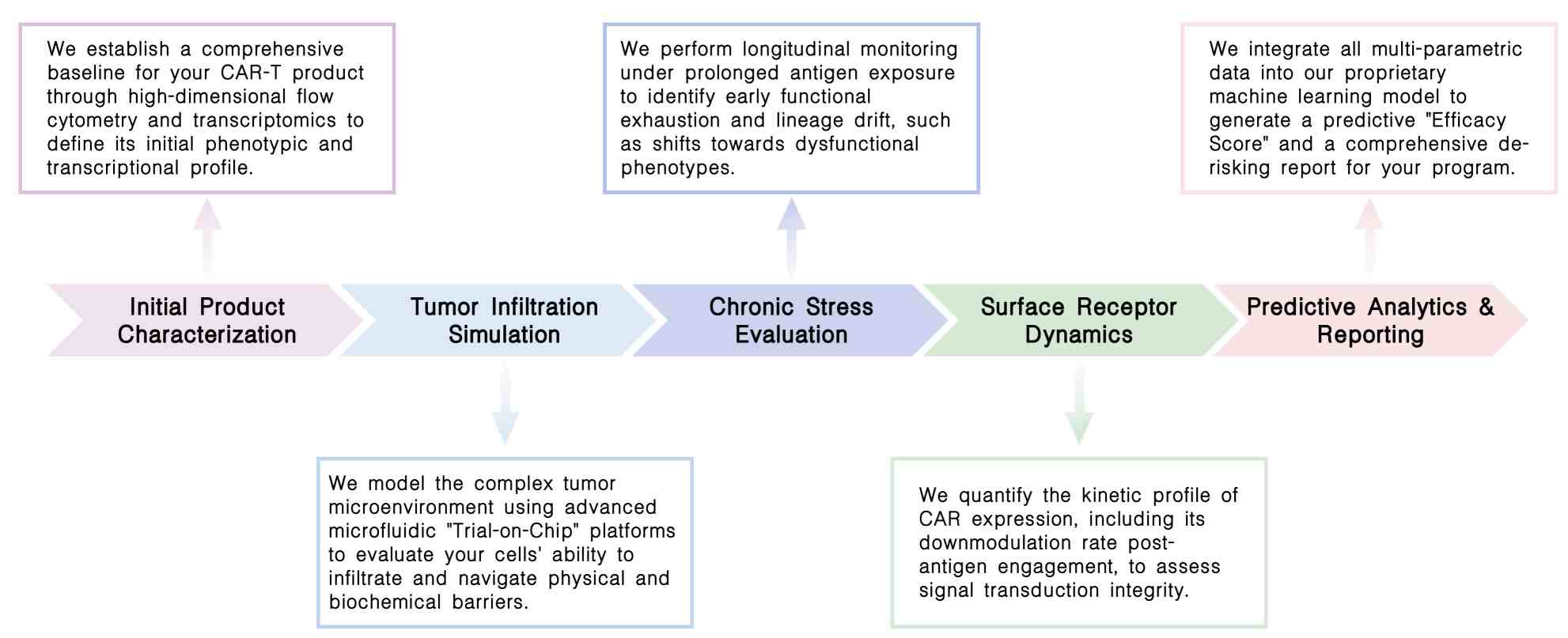 Featured services of dynamic CAR-T efficacy validation services at Creative Biolabs. (Creative Biolabs Original)