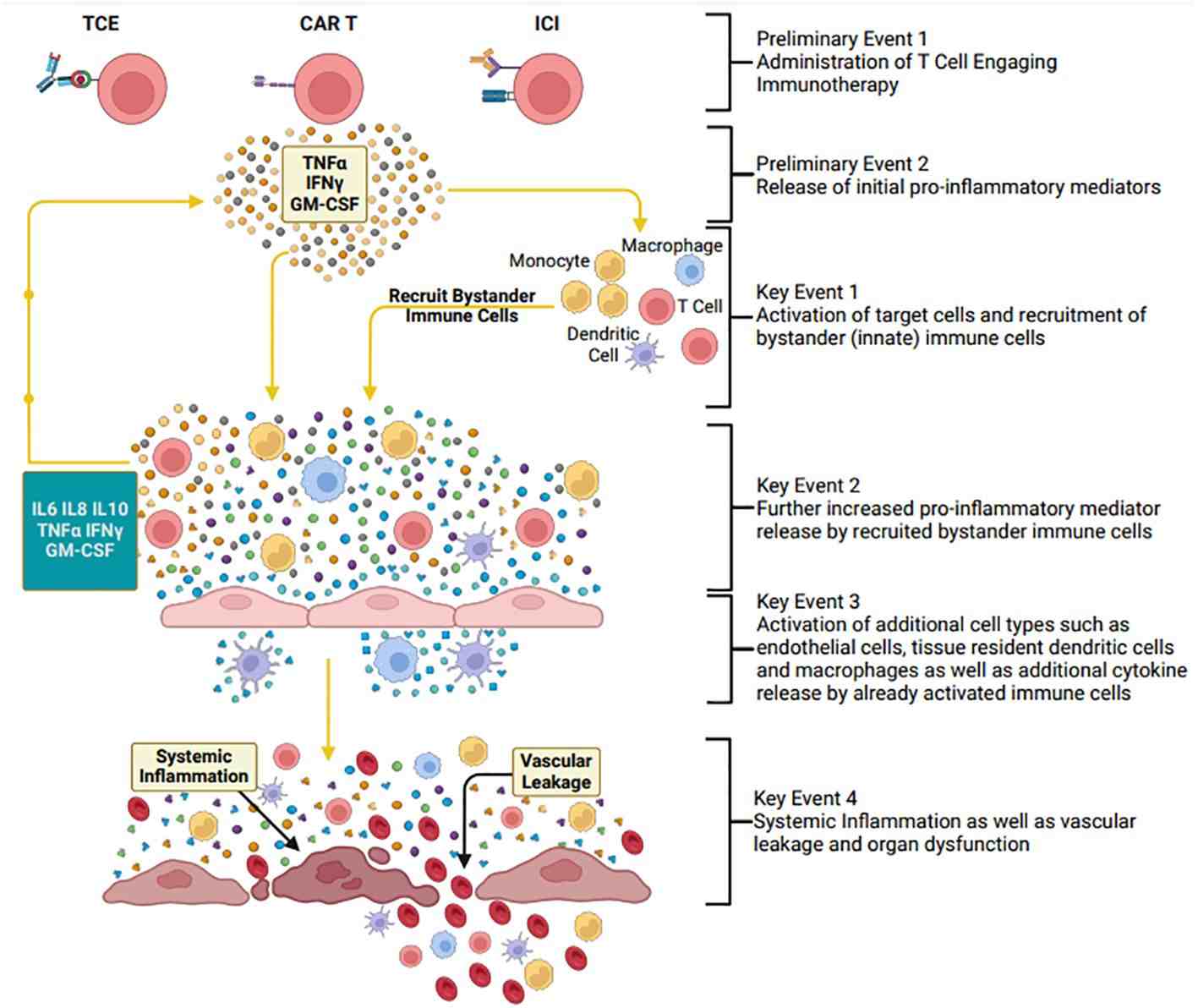 Fig.1 Adverse immune activation pathway in cytokine release syndrome. (OA Literature)