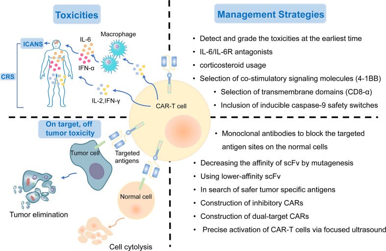Fig.1 Navigating treatment-related toxicity and on-target, off-tumor effects in CAR-T cell therapy. (OA Literature)