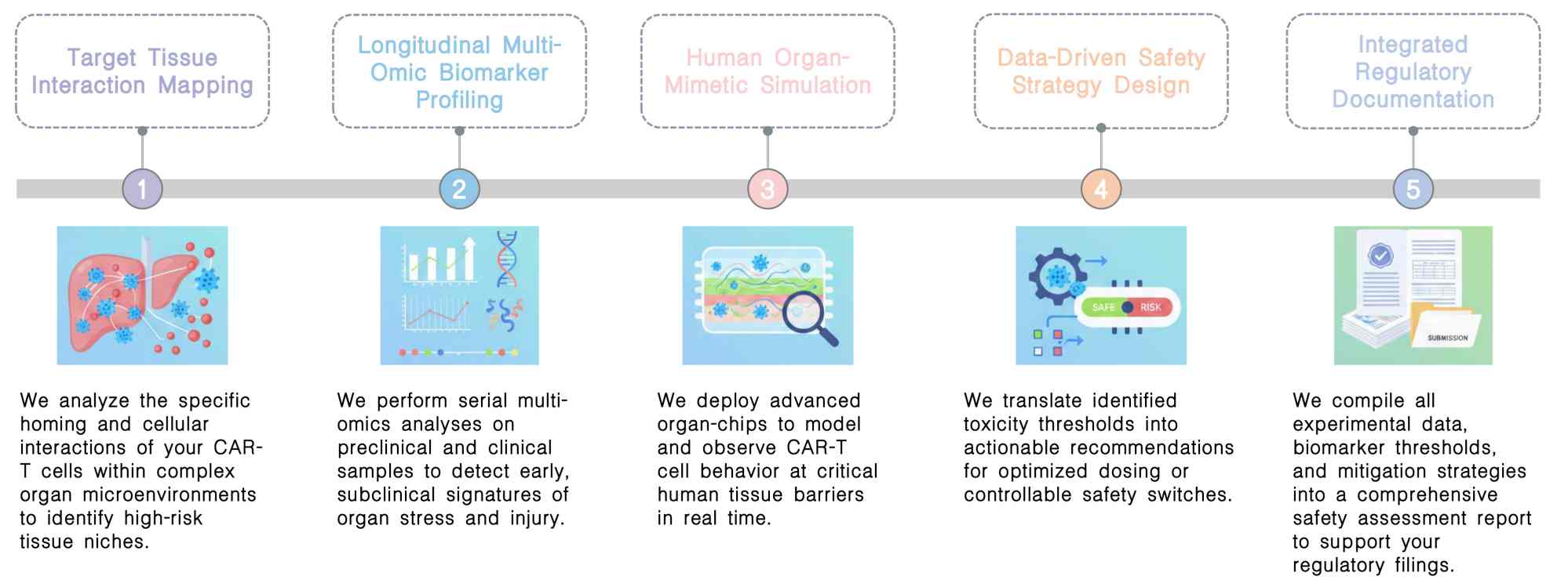 Workflow of organ-specific toxicity assessment for engineered CAR-T at Creative Biolabs. (Creative Biolabs Original)