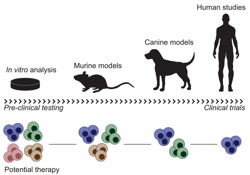 Naturally occurring cancers in dogs facilitate CAR-T development.