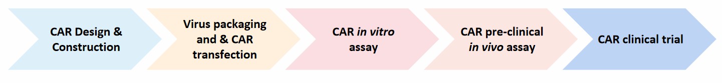 The flowchart of CAR-T development services.