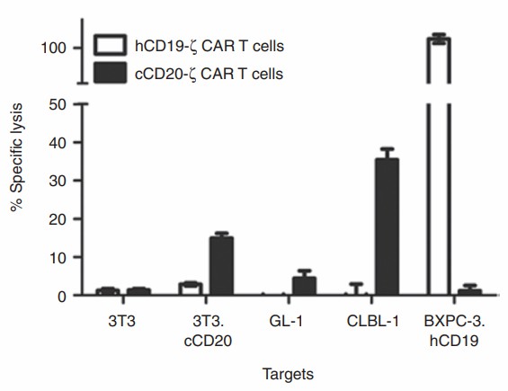 In vitro functional assessment of cCD20-ζ CAR-T cocultured with tumor cell.