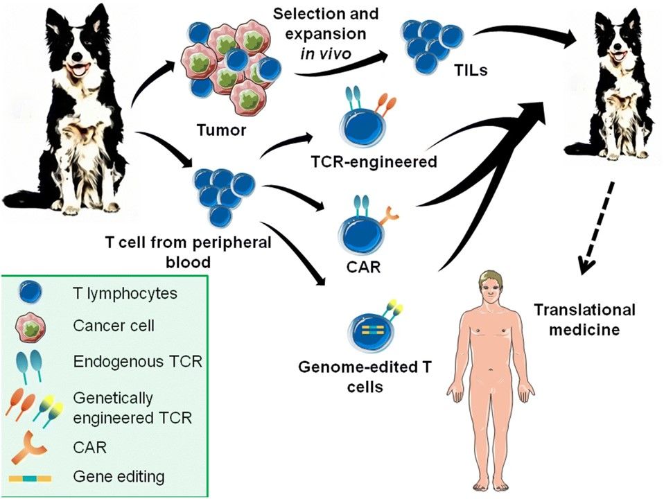 Fig.1 Dog cancer immunotherapies facilate new clinical trials for humans. (Bujak, et al., 2018)