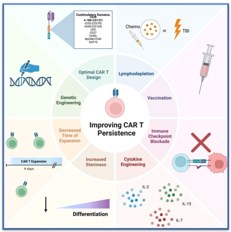 Fig.1 Pivotal avenues to optimize CAR-T cell persistence in solid tumors. (OA Literature)