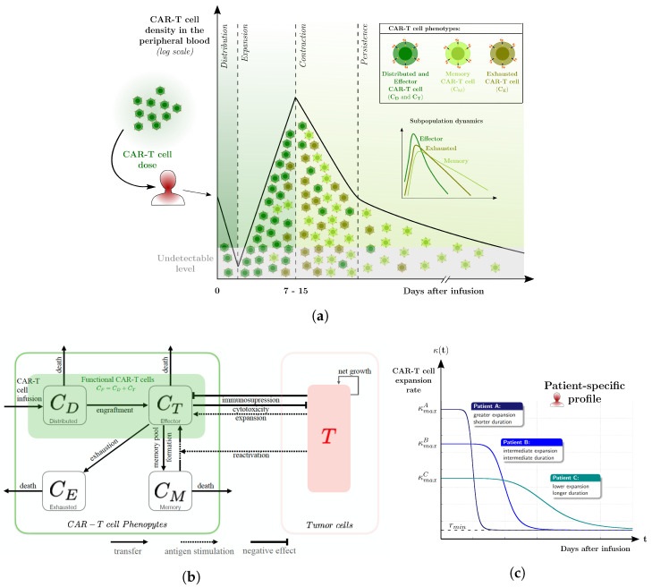 Fig.1 Multistage CAR-T cell kinetics. (OA Literature)