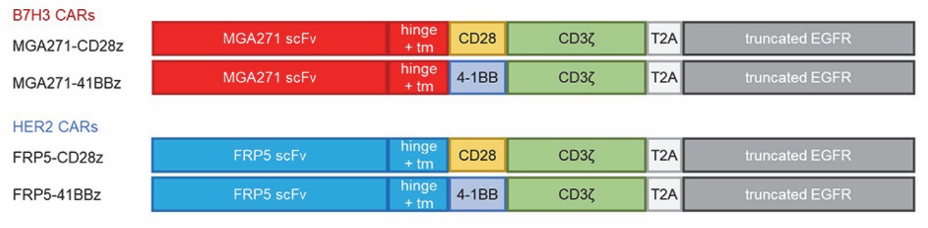 The 2nd cB7H3 CAR design.