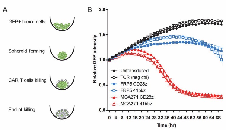 In vitro function validation of 2nd cB7H3 CAR by killing of canine OSA spheroids.