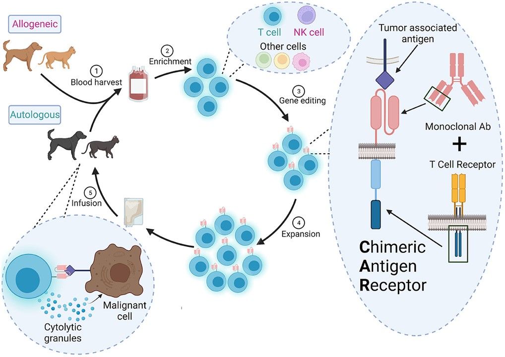 Fig.1 Canine CAR-T therapy. (Cockey & Cynthia A, 2023)