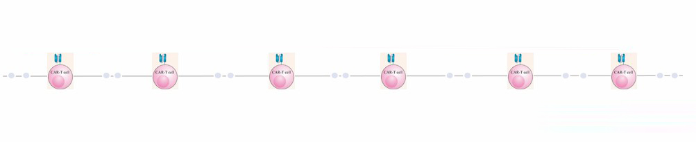 The flowchart of canine CAR-T development services.