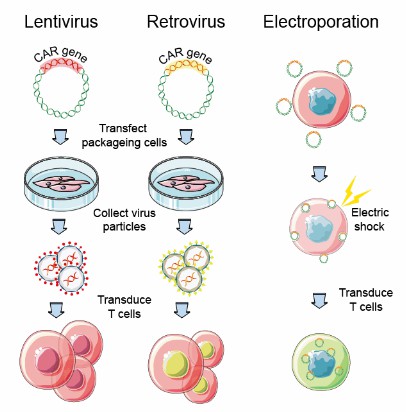 CAR-T cell transfection approaches.