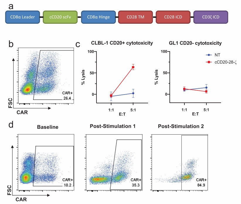 Design and function of cCD20-28-canine CAR-T cells.