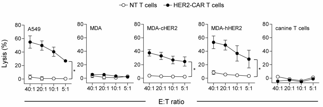 Cytotoxicity assays using canine HER2-CAR T cells with HER2-positive target cells.