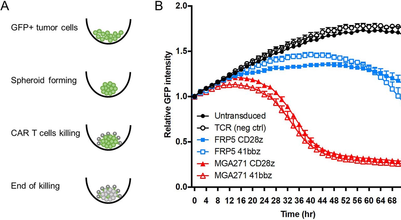 Fig.3 Canine CAR T cells kill OSA spheroids. (Zhang, et al., 2020)