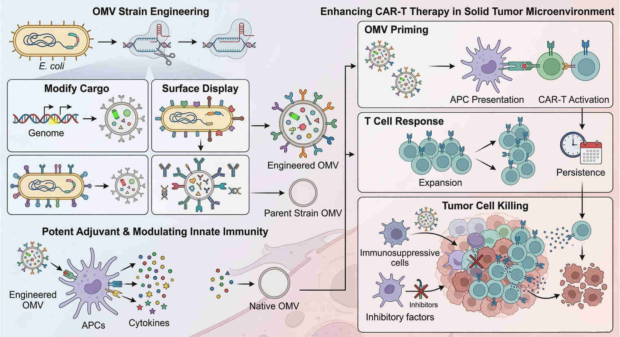 Fig.1 Enhancing CAR-T cell efficacy against solid tumors via engineered bacterial outer membrane vesicles. (Creative Biolabs Original)