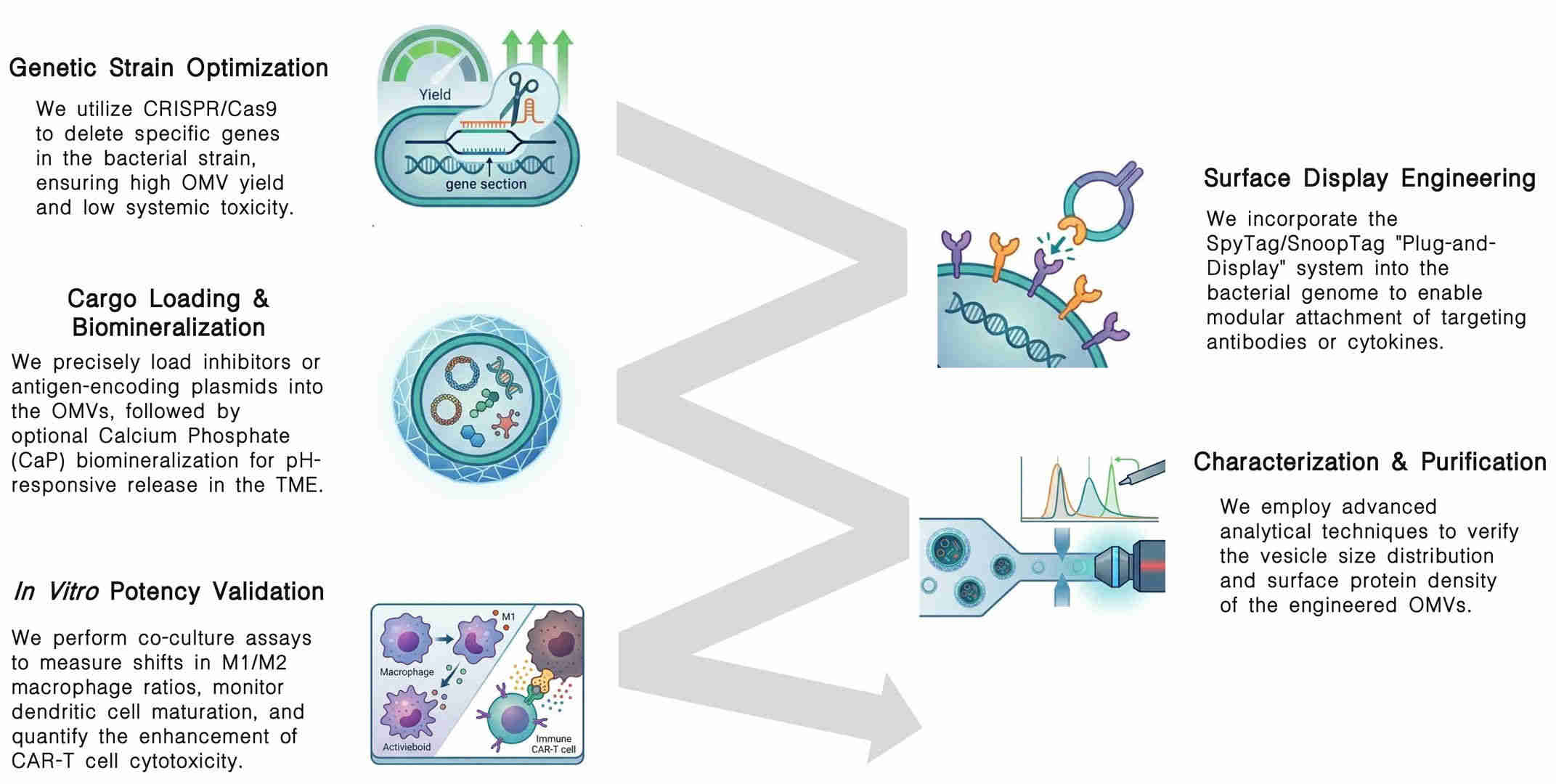 Workflow of OMV strain engineering for enhanced CAR-T adjuvant potency at Creative Biolabs. (Creative Biolabs Original)