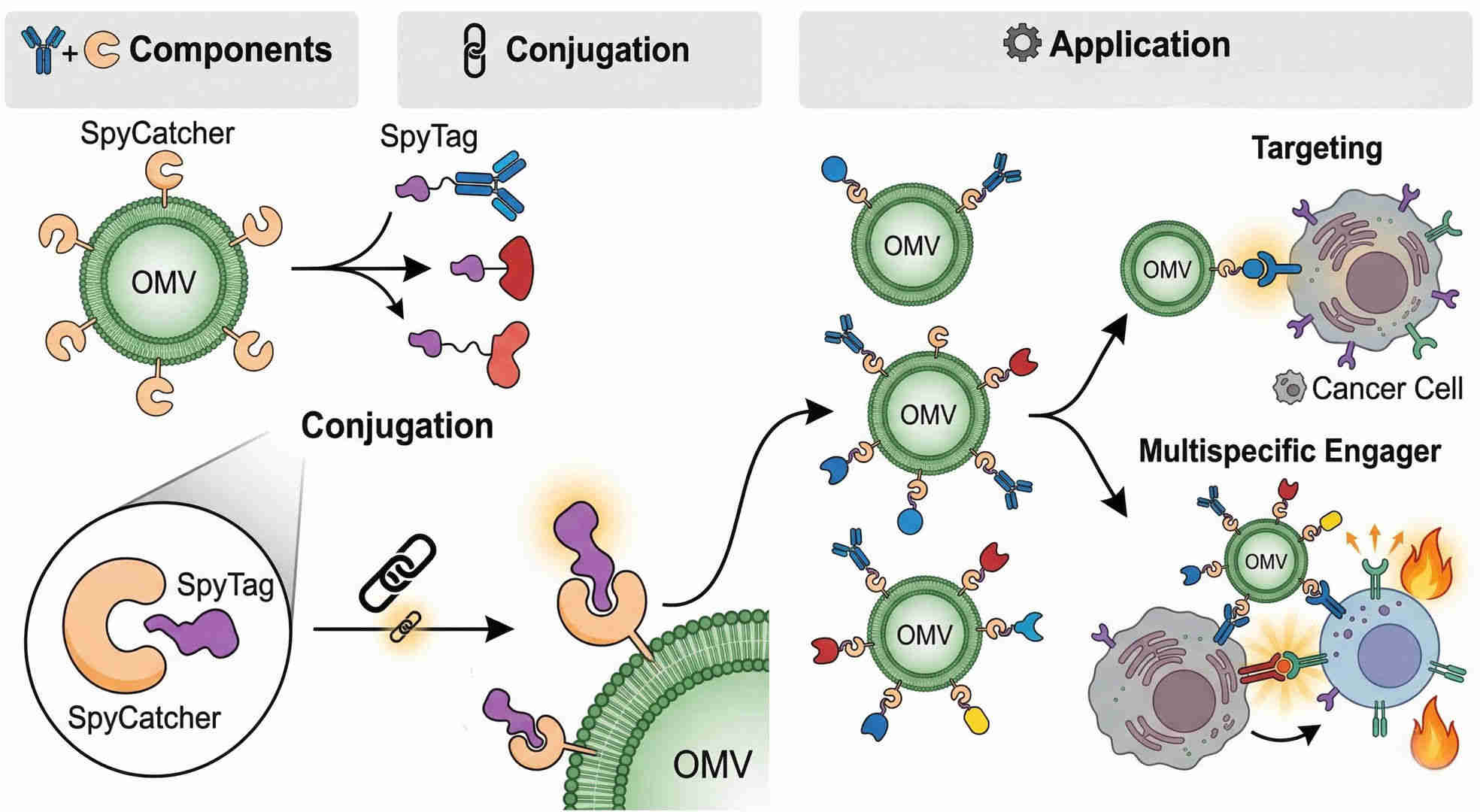 Fig.1 SpyTag/SpyCatcher-mediated OMV surface engineering. (Creative Biolabs Original)