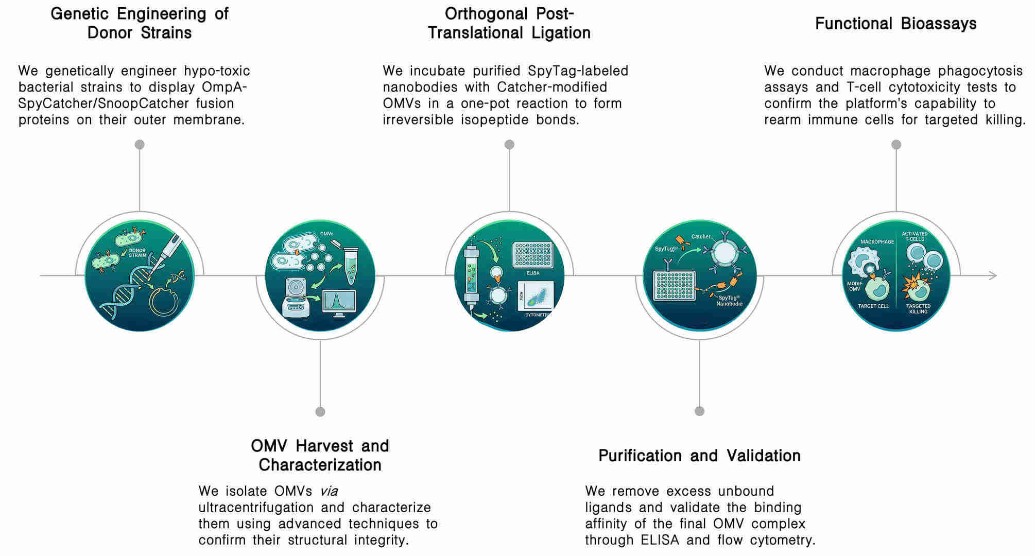 Workflow of modular OMV surface display via SpyTag/SpyCatcher for CAR-T targeting at Creative Biolabs. (Creative Biolabs Original)