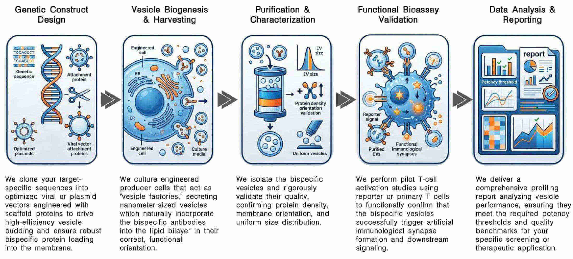 Workflow of modular OMV surface display via SpyTag/SpyCatcher for CAR-T targeting at Creative Biolabs. (Creative Biolabs Original)
