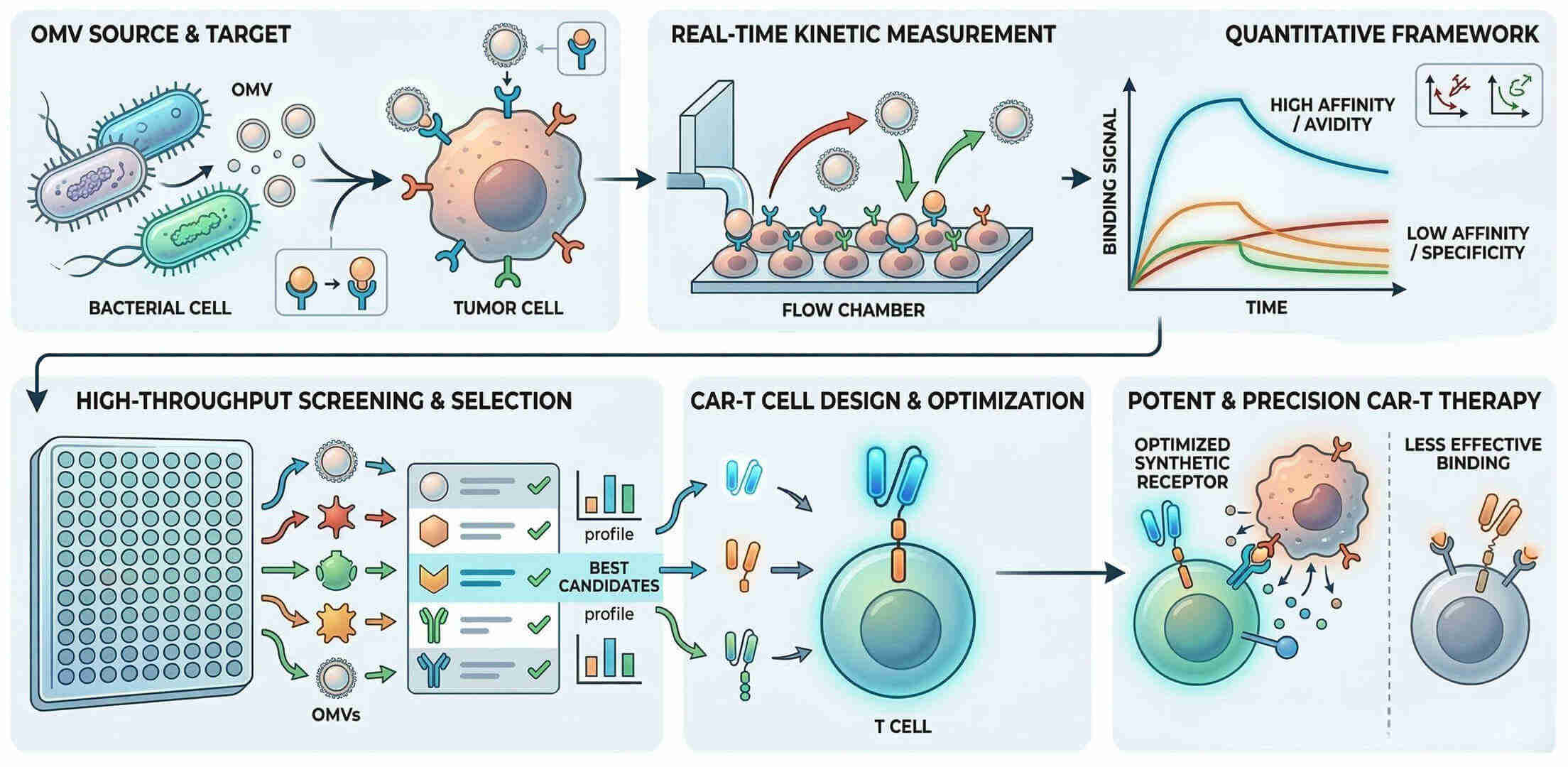 Fig.1 Characterizing OMV-Tumor interaction kinetics to direct CAR-T therapy. (Creative Biolabs Original)