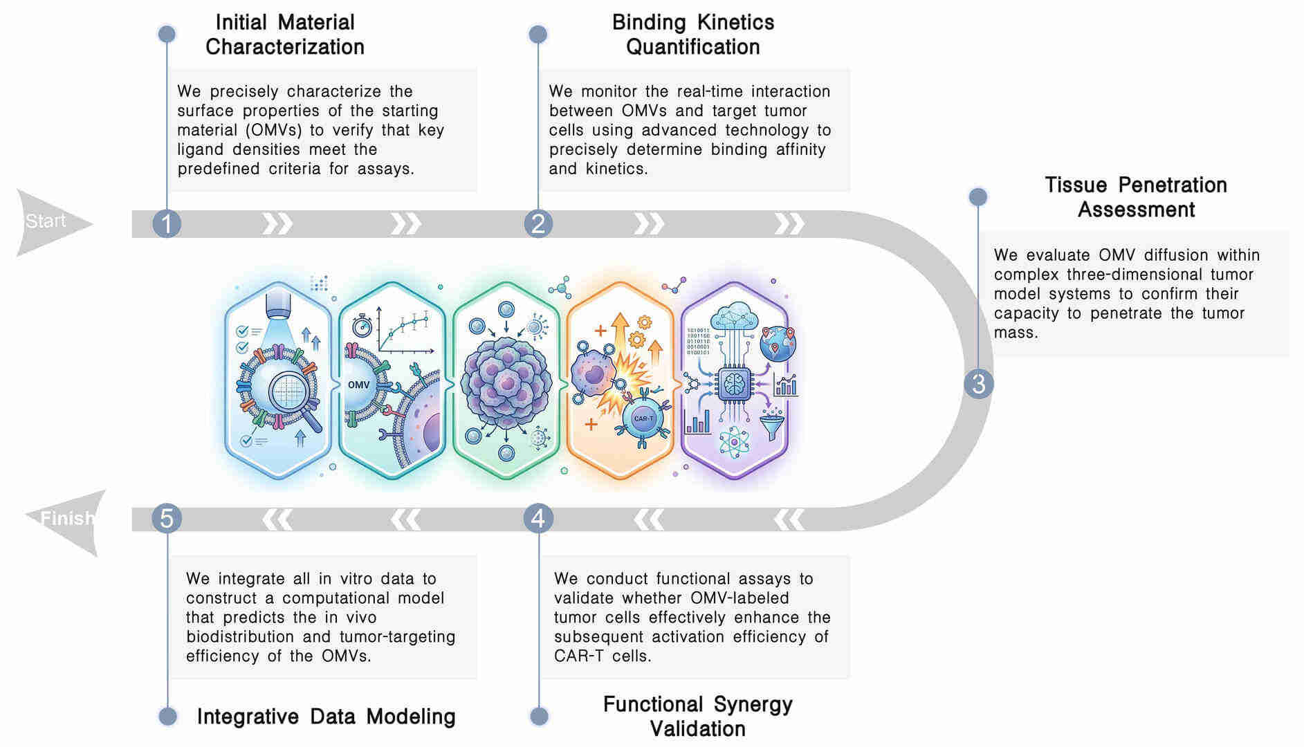 Workflow of validation of OMV-to-tumor binding kinetics for CAR-T guidance at Creative Biolabs. (Creative Biolabs Original)
