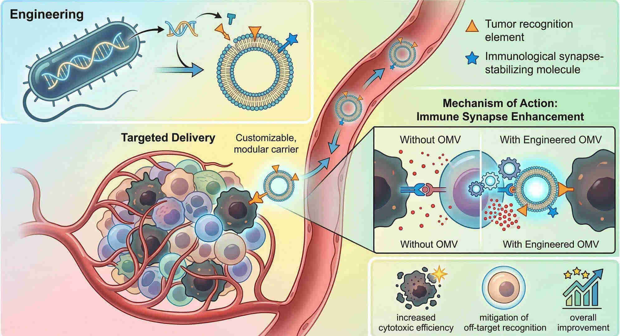 Fig.1 Precision engineering of OMV surfaces to control CAR-T homing and synaptic stability. (Creative Biolabs Original)
