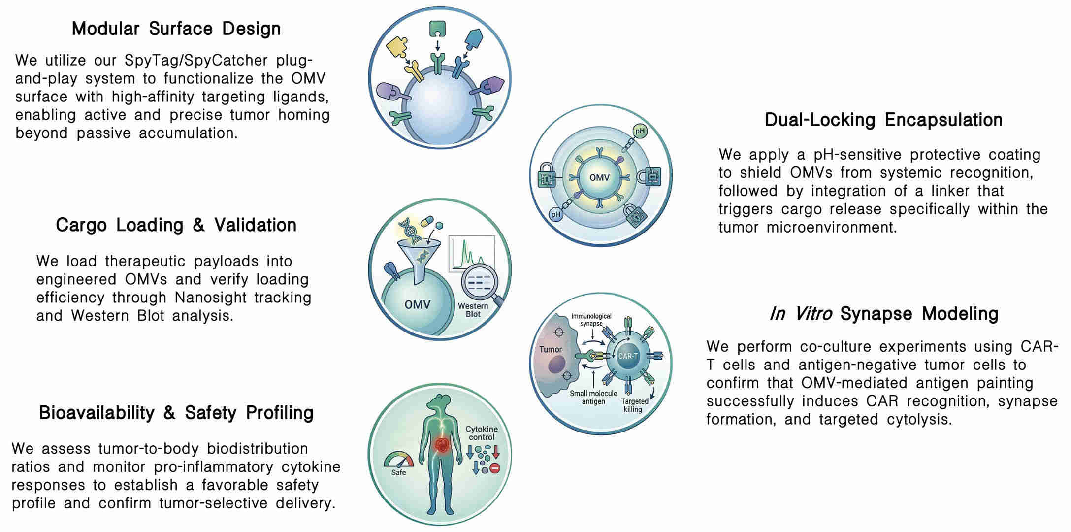 Workflow of OMV surface engineering for precision CAR-T homing & synapse at Creative Biolabs. (Creative Biolabs Original)