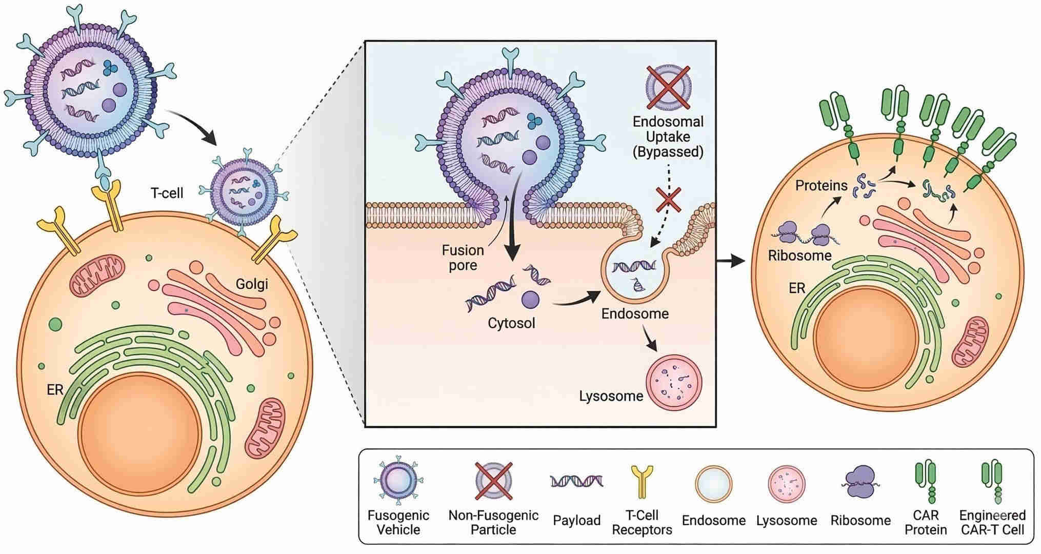 Fig.1 Optimized in vivo CAR-T programming via enhanced fusogenic delivery. (Creative Biolabs Original)