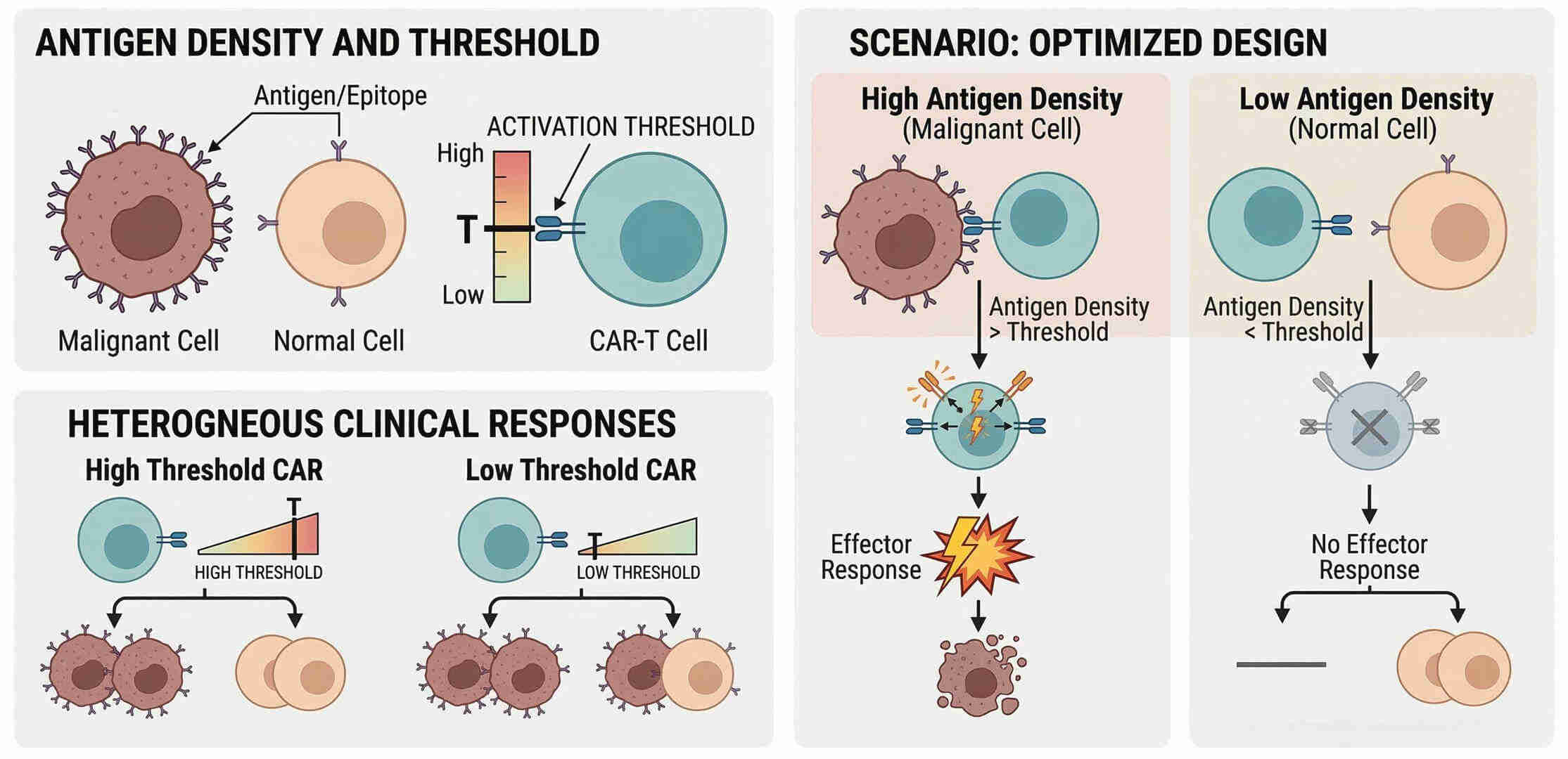 Fig.1 Assessing antigen display and the thresholds for CAR-T cell triggering. (Creative Biolabs Original)