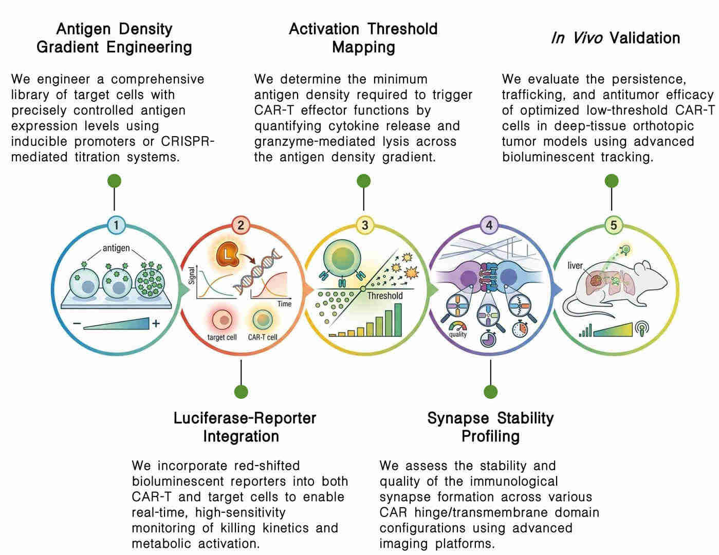 Workflow of quantification of induced antigen density & CAR-T activation thresholds at Creative Biolabs. (Creative Biolabs Original)