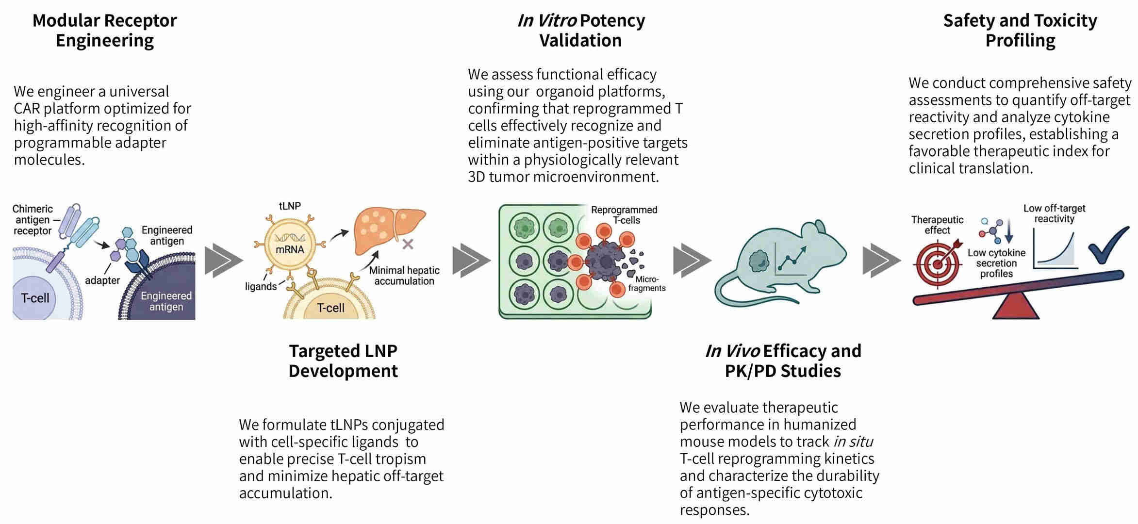 Workflow of in vivo antigen programming for universal CAR-T targeting at Creative Biolabs. (Creative Biolabs Original)
