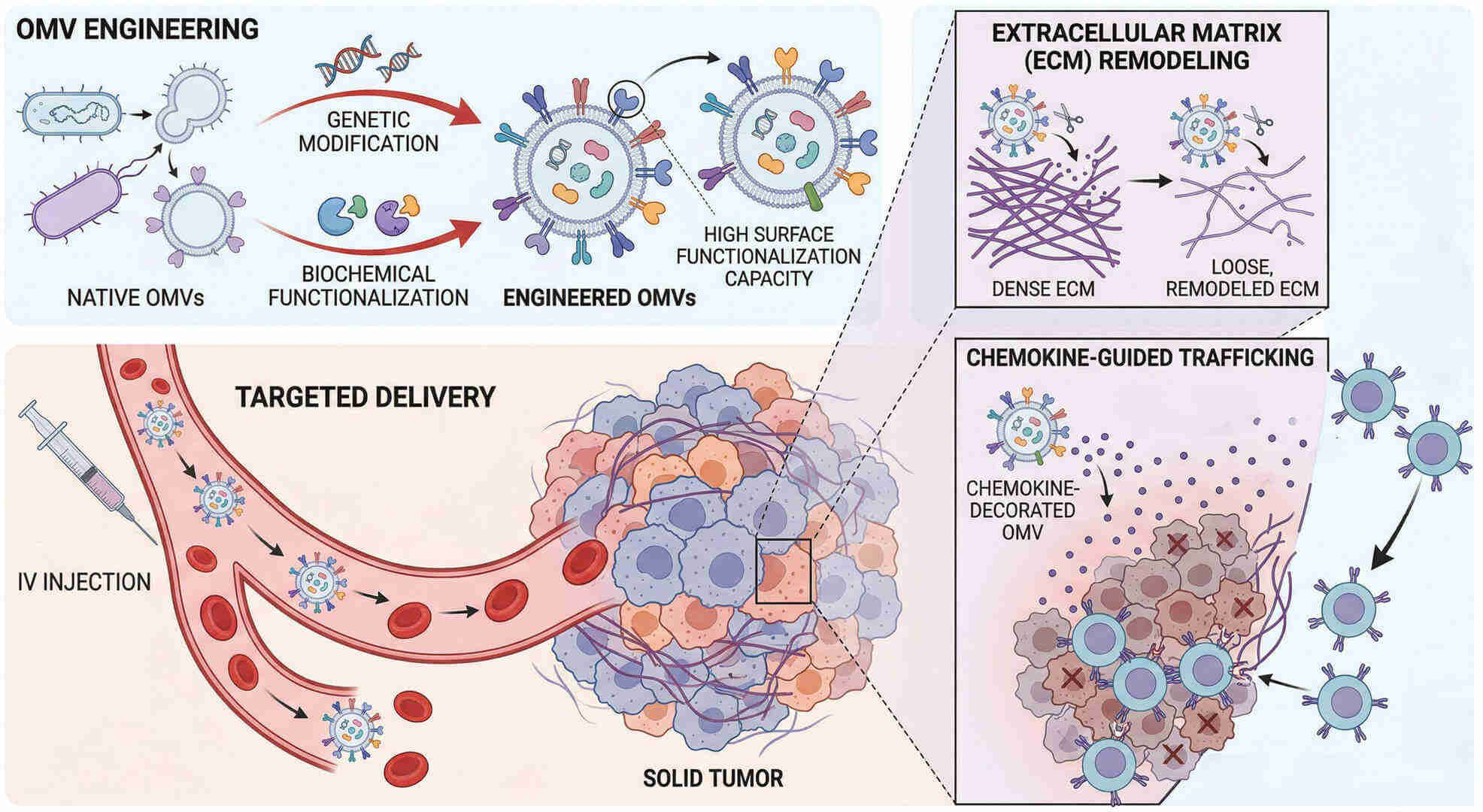 Fig.1 Advanced OMV engineering to enable CAR-T infiltration efficacy. (Creative Biolabs Original)