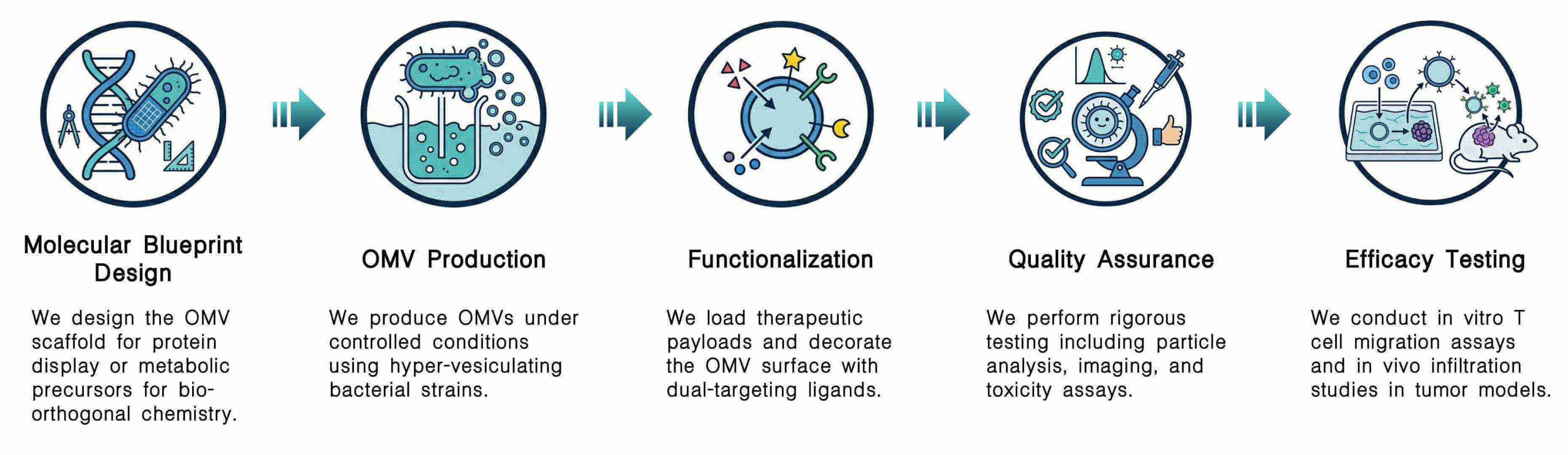 Workflow of OMV engineering services for CAR-T infiltration at Creative Biolabs. (Creative Biolabs Original)