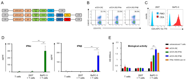 Fig.1 Activation-induced release of bioactive IFN from CAR-engineered T cells. (OA Literature)