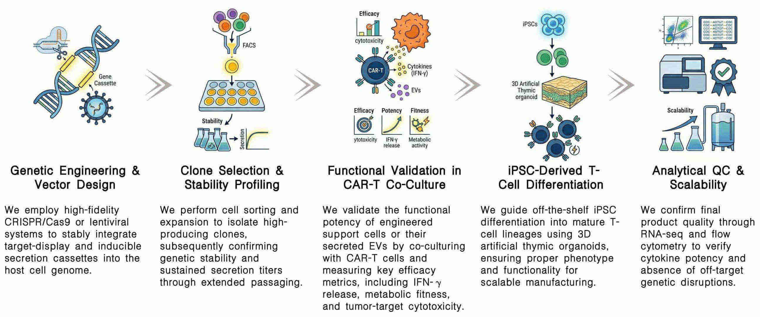 Workflow of customized cell line development for optimized CAR-T support secretion at Creative Biolabs. (Creative Biolabs Original)