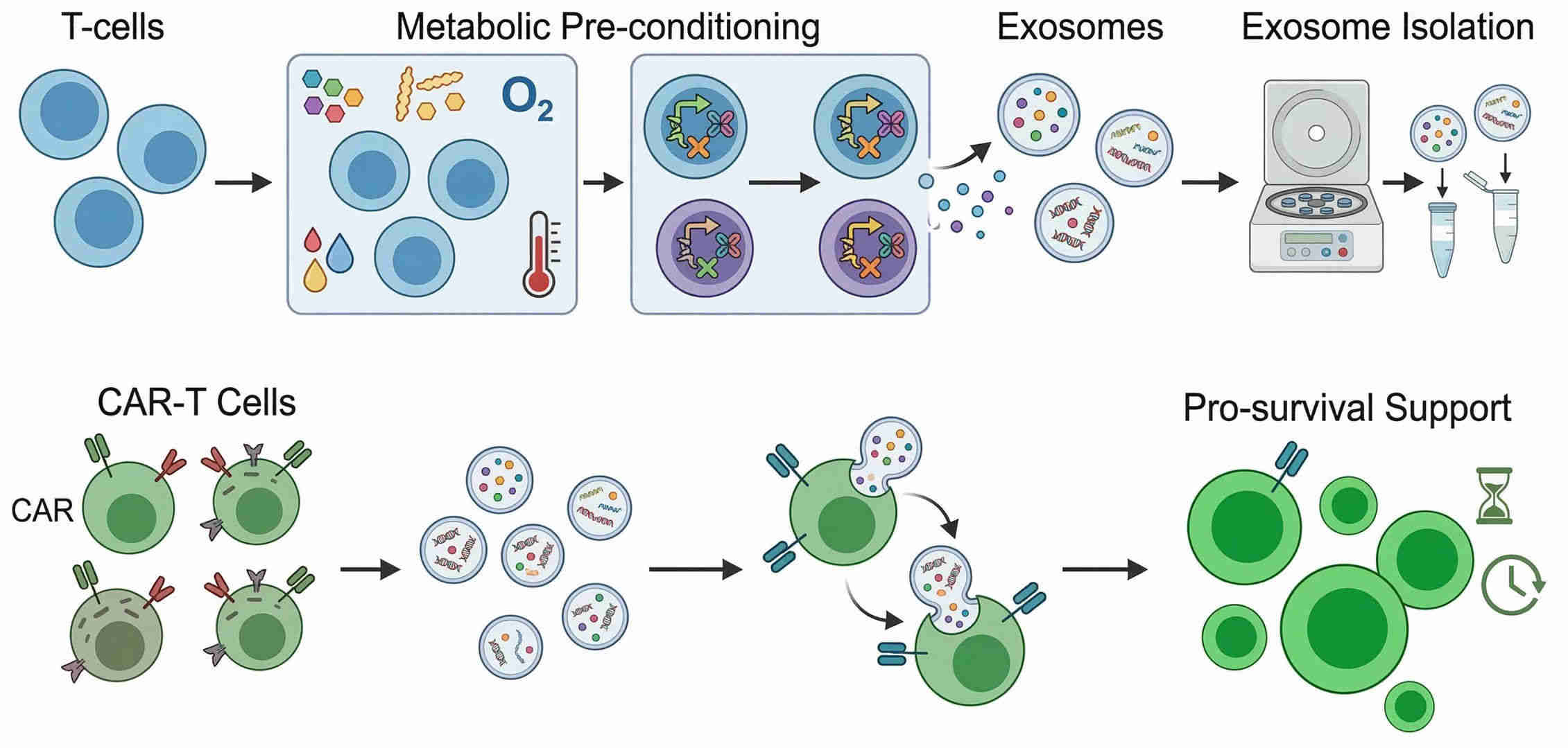 Fig.1 Enhancing CAR-T persistence through metabolically optimized supportive nanovesicles. (Creative Biolabs Original)