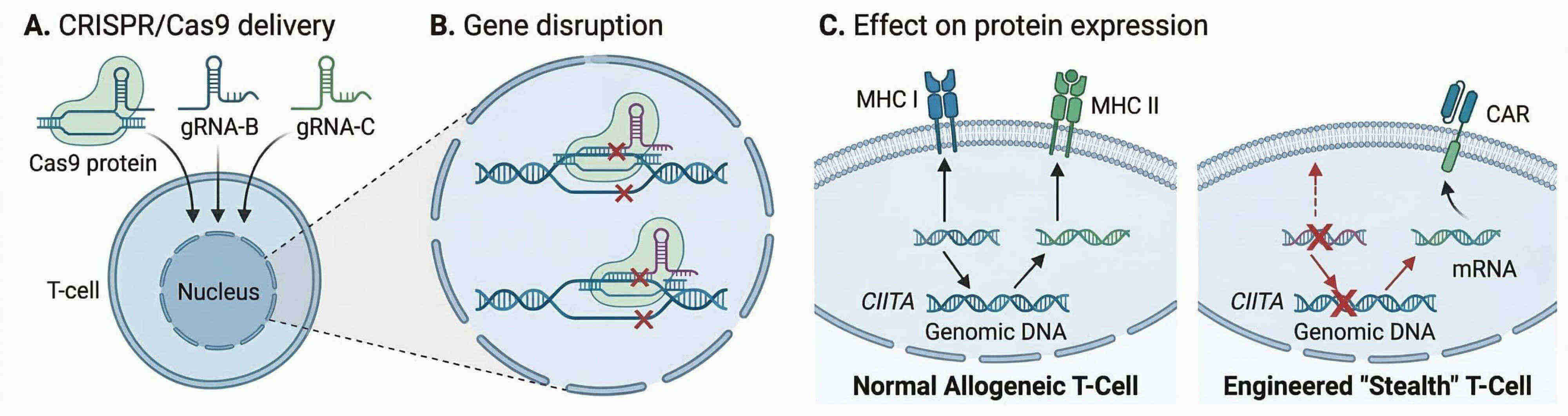 Fig.1 CRISPR-engineered MHC-deficient exosomes for ready-to-use CAR-T immunotherapy. (Creative Biolabs Original)