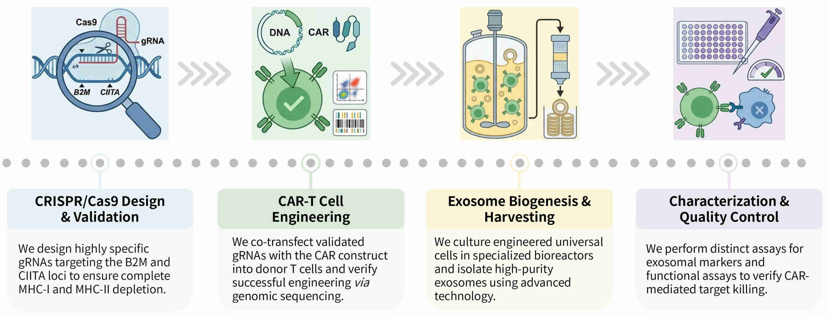 Workflow of crispr-mediated MHC depletion for universal "off-the-shelf" CAR-T exosomes at Creative Biolabs. (Creative Biolabs Original)