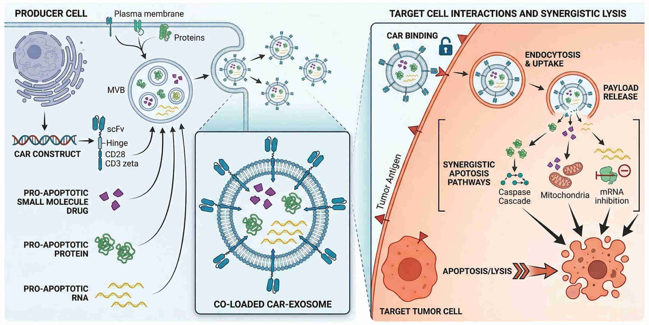 Fig.1 CAR-exosome-mediated synergistic apoptosis induction via co-delivery of pro-apoptotic effectors. (Creative Biolabs Original)