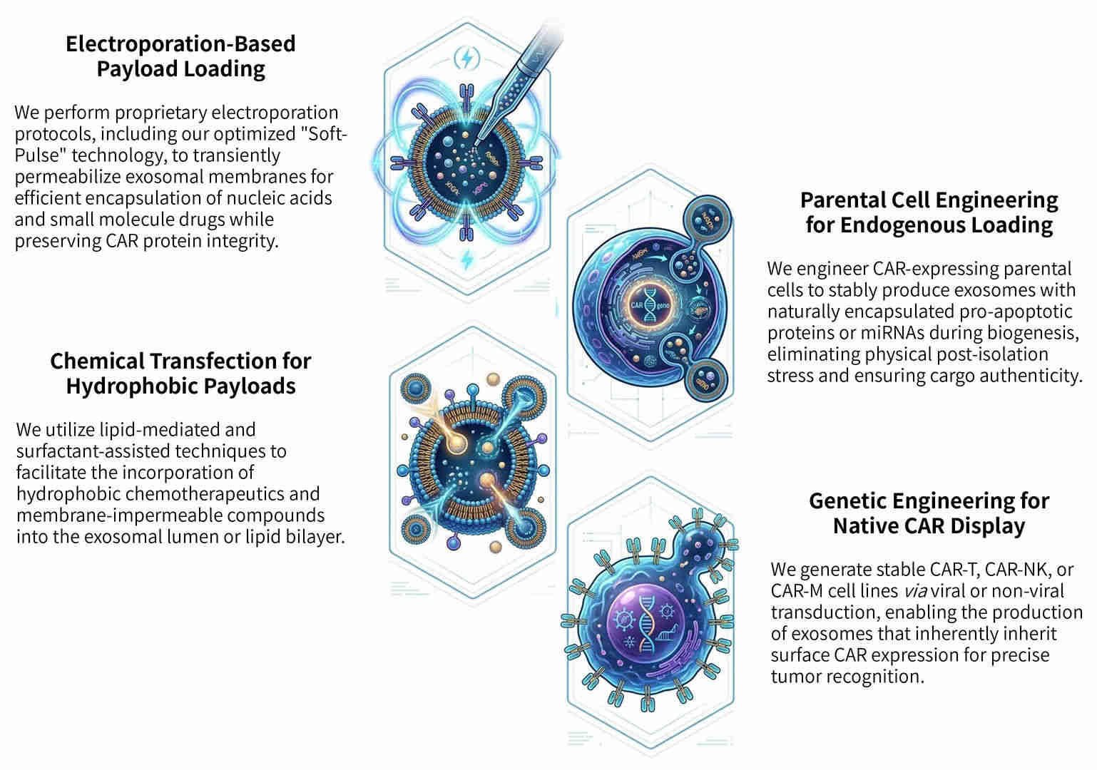 Featured services of co-loading of pro-apoptotic payloads for CAR-exosome synergistic lysis at Creative Biolabs. (Creative Biolabs Original)