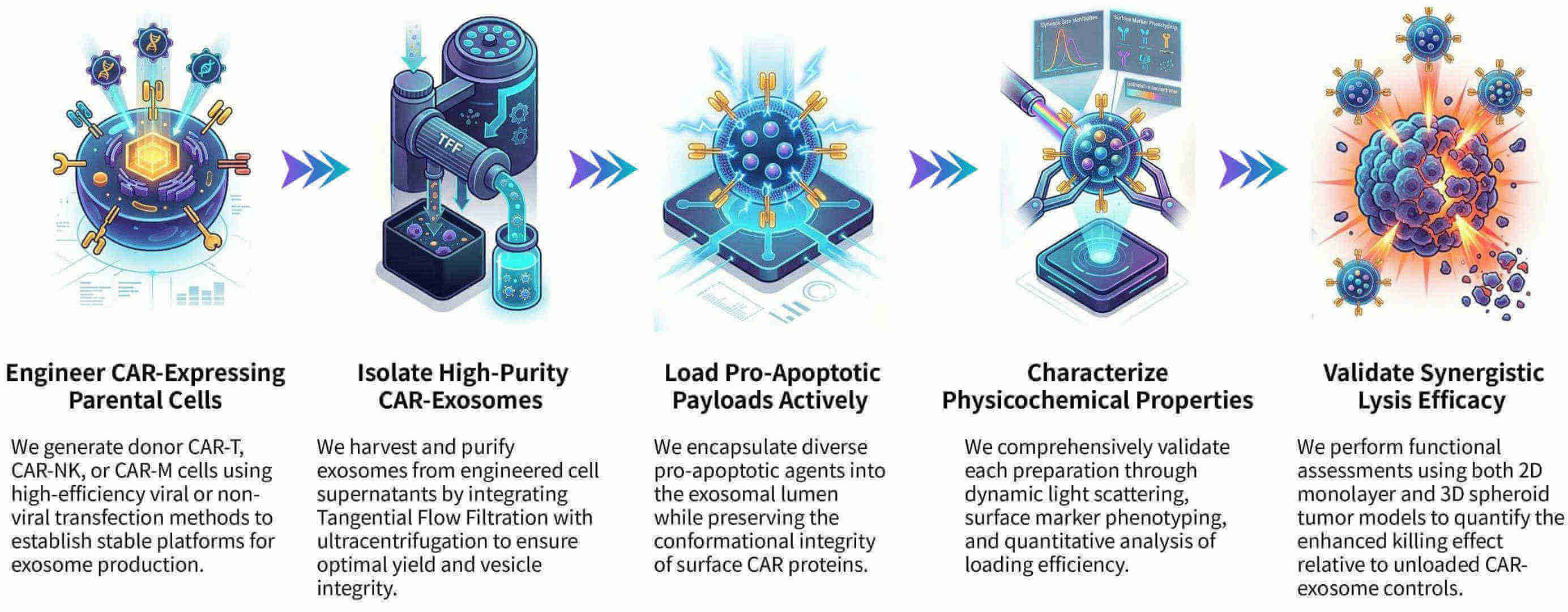 Workflow of co-loading of pro-apoptotic payloads for CAR-exosome synergistic lysis at Creative Biolabs. (Creative Biolabs Original)