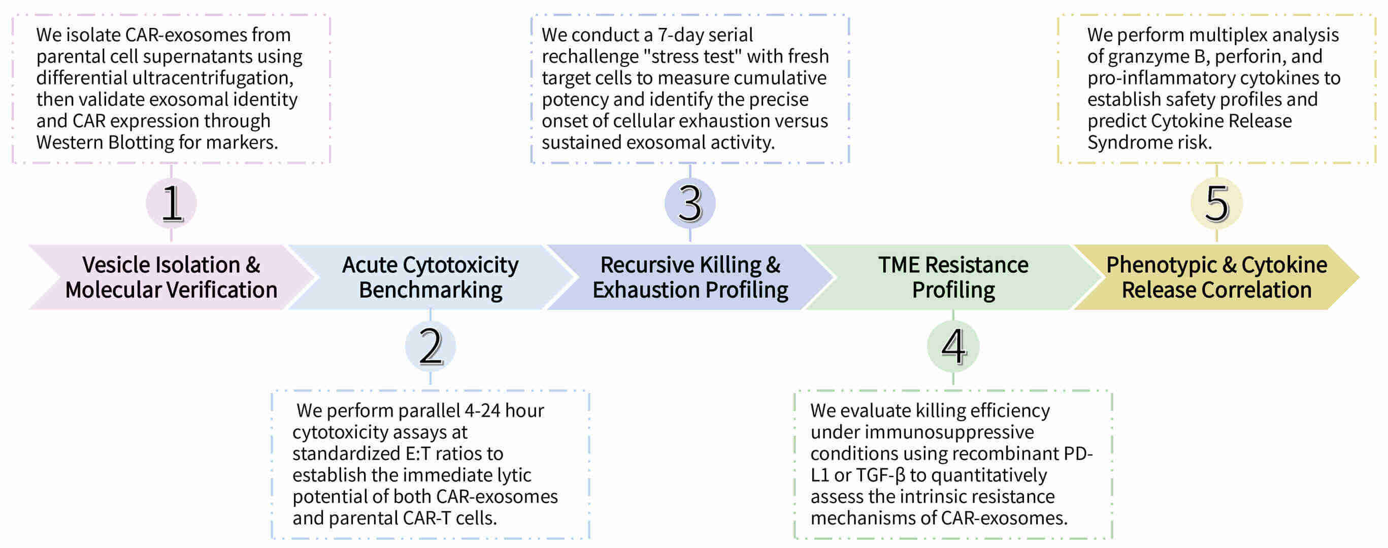 Workflow of comparative potency profiling: CAR-exosomes vs. parental CAR-T cells at Creative Biolabs. (Creative Biolabs Original)