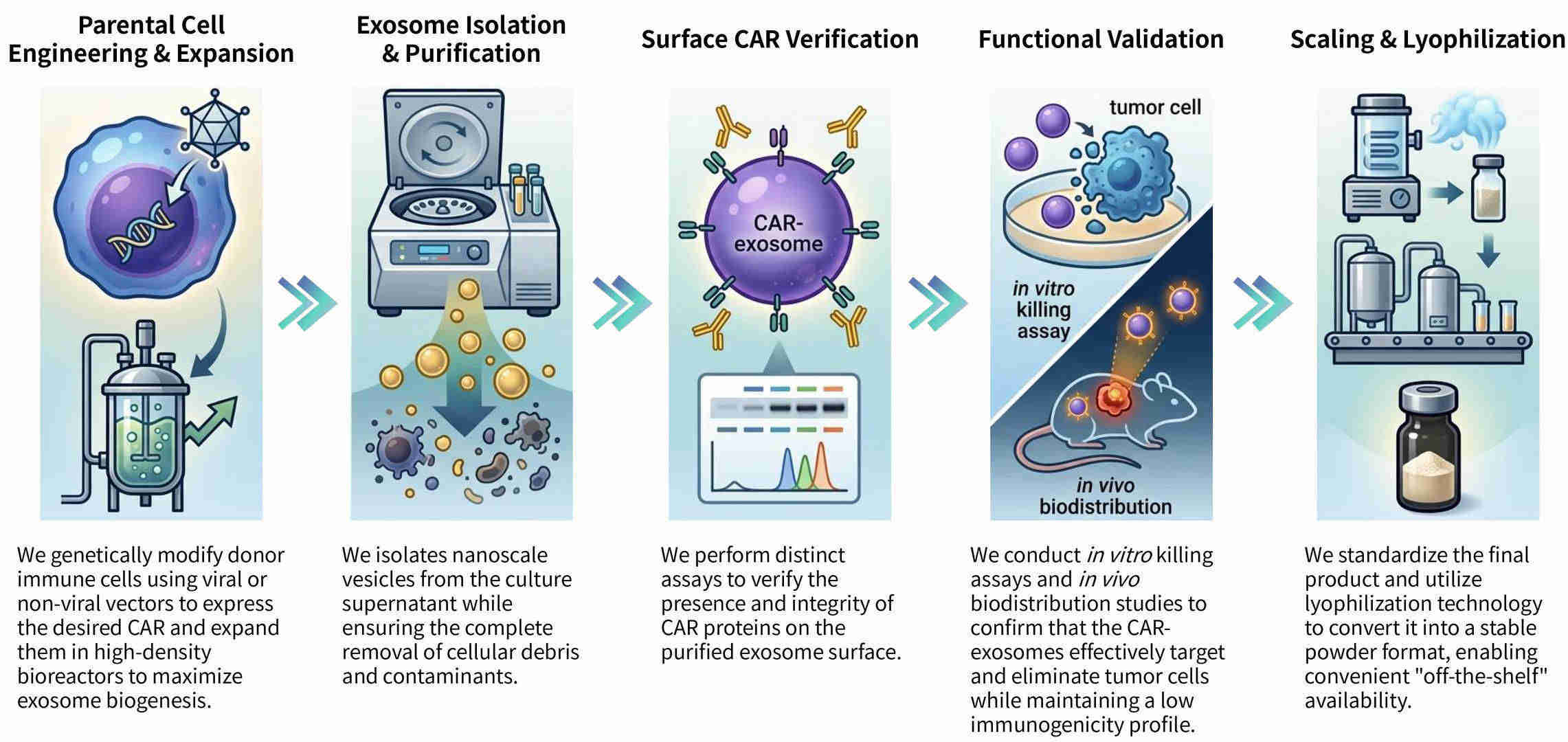 Workflow of CAR-exosome development for cell-free CAR-immunotherapy at Creative Biolabs. (Creative Biolabs Original)