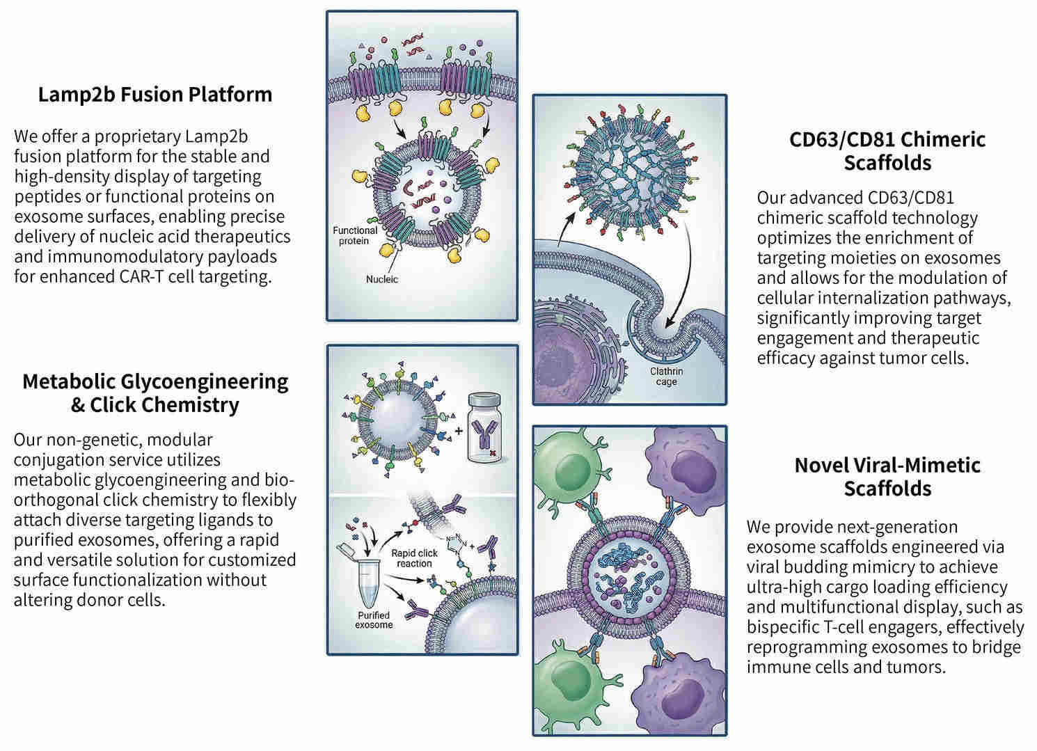 Featured services of precision CAR-protein enrichment & exosomal sorting technology at Creative Biolabs. (Creative Biolabs Original)