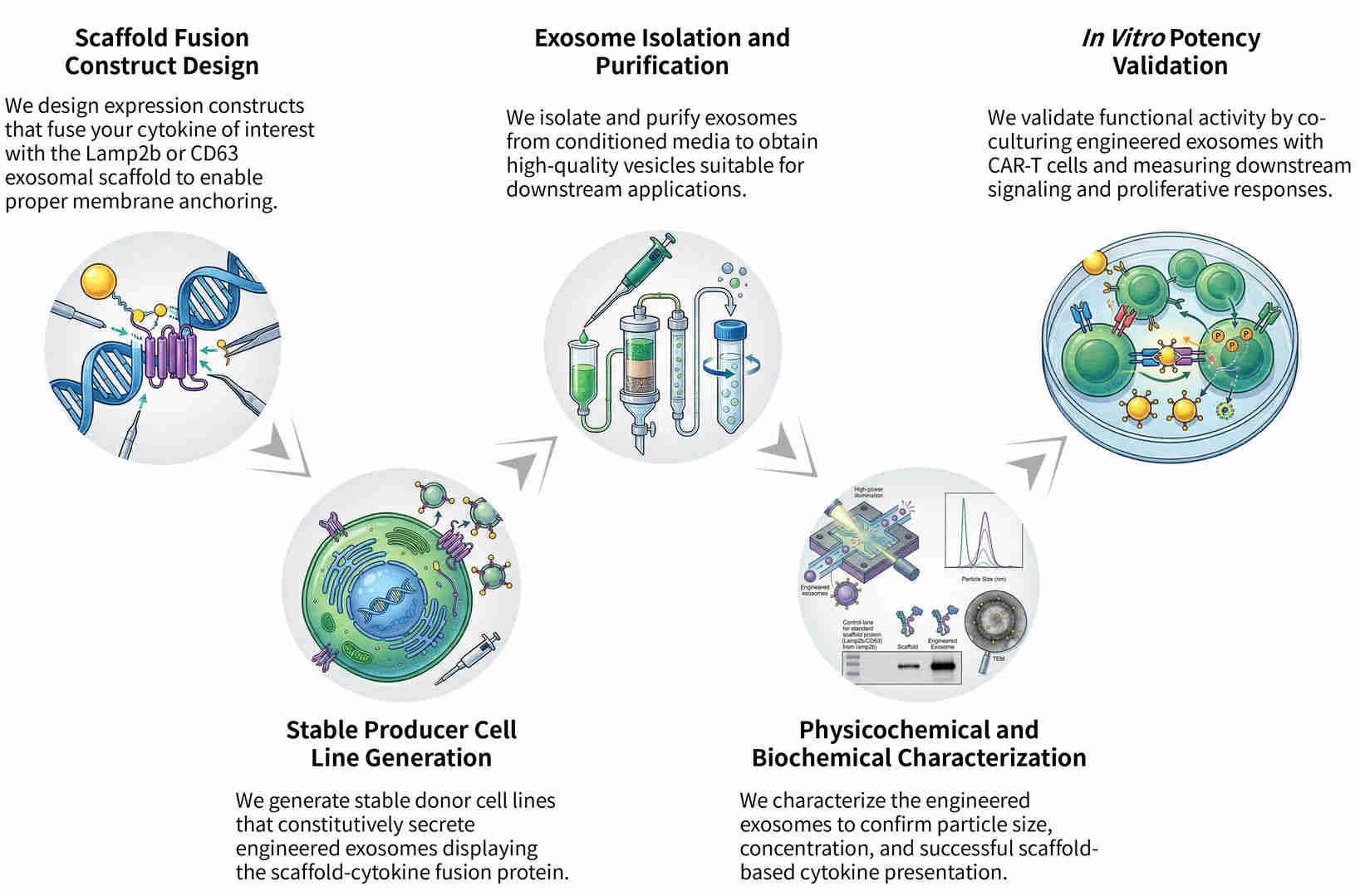 Workflow of precision CAR-protein enrichment & exosomal sorting technology at Creative Biolabs. (Creative Biolabs Original)