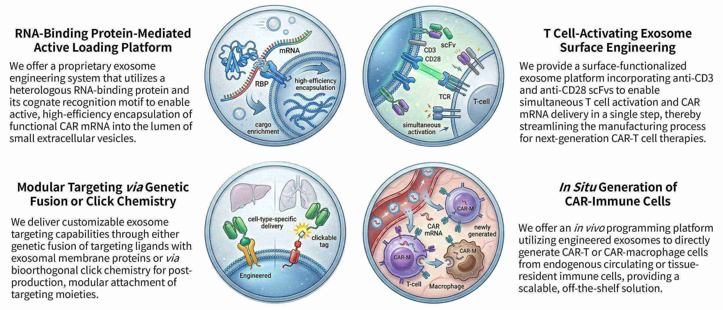 Featured services of precision CAR-protein enrichment & exosomal sorting technology at Creative Biolabs. (Creative Biolabs Original)