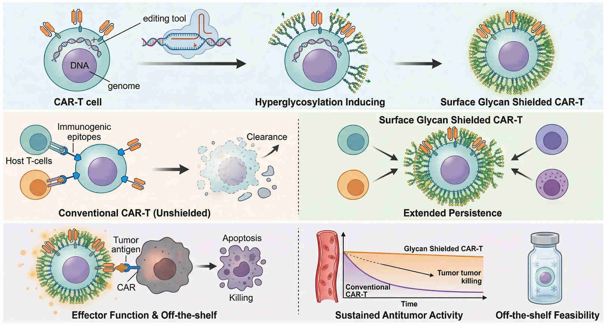 Fig.1 Glycan shield platform for improved CAR-T retention and function. (Creative Biolabs Original)