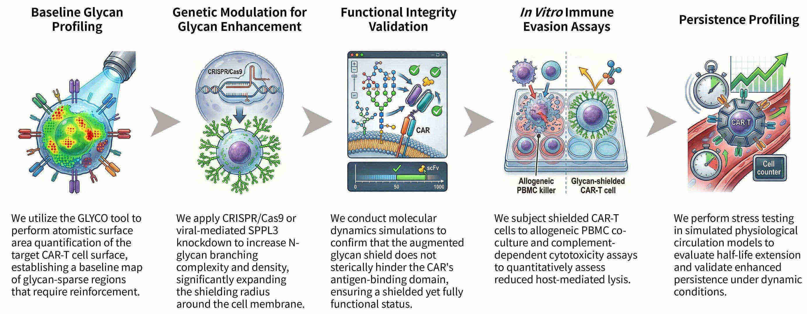 Workflow of precision CAR-protein enrichment & exosomal sorting technology at Creative Biolabs. (Creative Biolabs Original)
